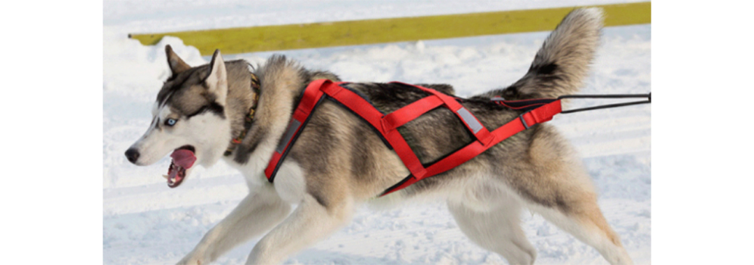 Sports Dog Harness